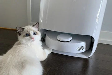 With a change of season comes a wonderful addition, and a growing kitten.